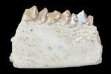 Oligocene Ruminant (Leptomeryx) Jaw Section #70086-2